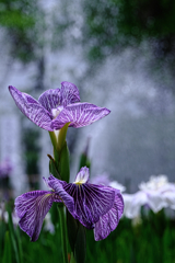 今年も逢いに菖蒲の花＃３