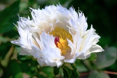 見頃を迎えた花牡丹#3