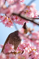 河津桜とメジロ狙いのはずが・・・・#6