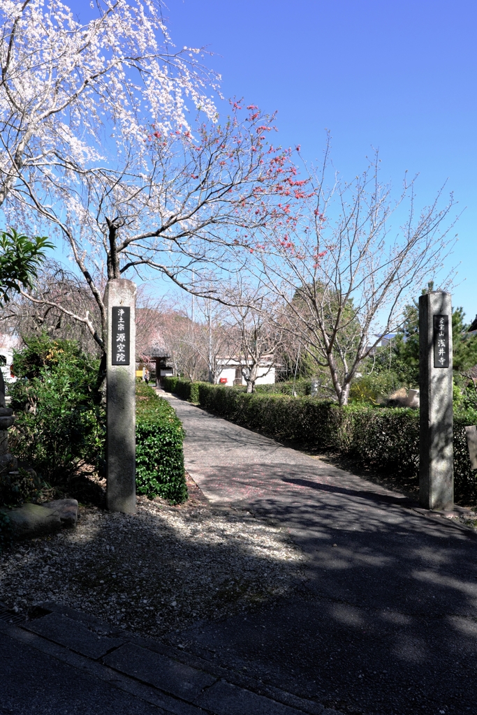 やっと咲き始めた枝垂れサクラ＃１