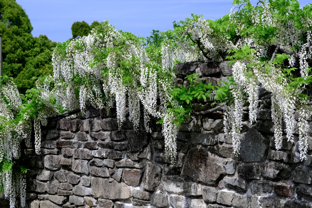 今シーズン見納めの藤の花＃４