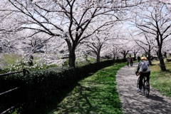 圧巻な水無瀬川のサクラ並木＃３