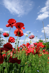 春爛漫・花盛り~#4