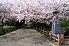 散り始めた西尾歴史公園のサクラ＃６