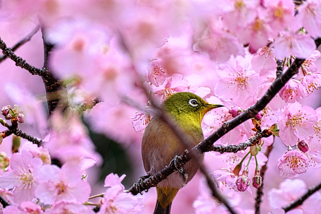 河津桜とメジロちゃん＃５
