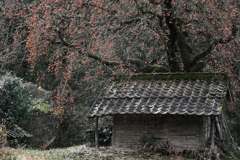 長野県根羽村・黒地の柿木#3