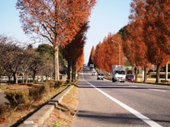 幸田町のメタセコイア並木＃６