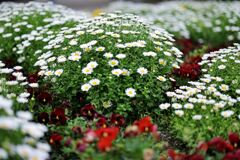 春を彩る花たち＃１０