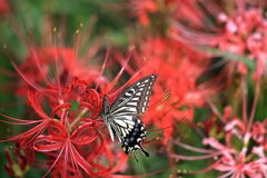 アゲハ蝶と彼岸花＃１０
