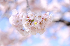 早咲きサクラ満開＃８