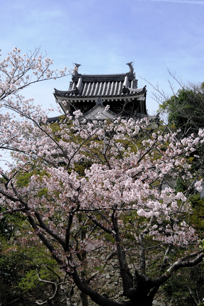 散り始めた西尾歴史公園のサクラ＃３