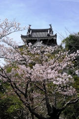 散り始めた西尾歴史公園のサクラ＃３