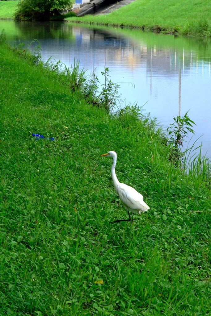 今年も咲き始めたリコリスの花＃７