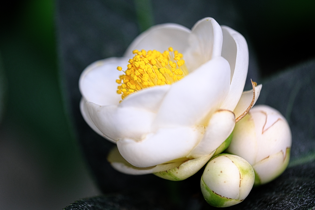 デンパーク・温室内の花たち＃１