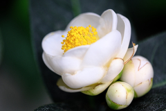 デンパーク・温室内の花たち＃１