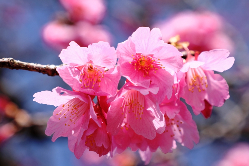 咲き始めた寒緋桜とメジロちゃん＃５