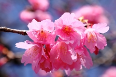 咲き始めた寒緋桜とメジロちゃん#5