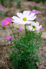 秋が深まりコスモスたちが見頃＃６