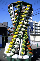 吉浜の菊まつり＃６