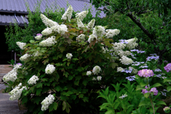 今年も逢いに本光寺の紫陽花＃８