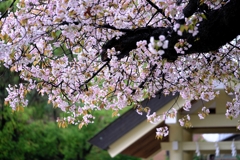 雨降りの雫狙いサクラ撮影＃１