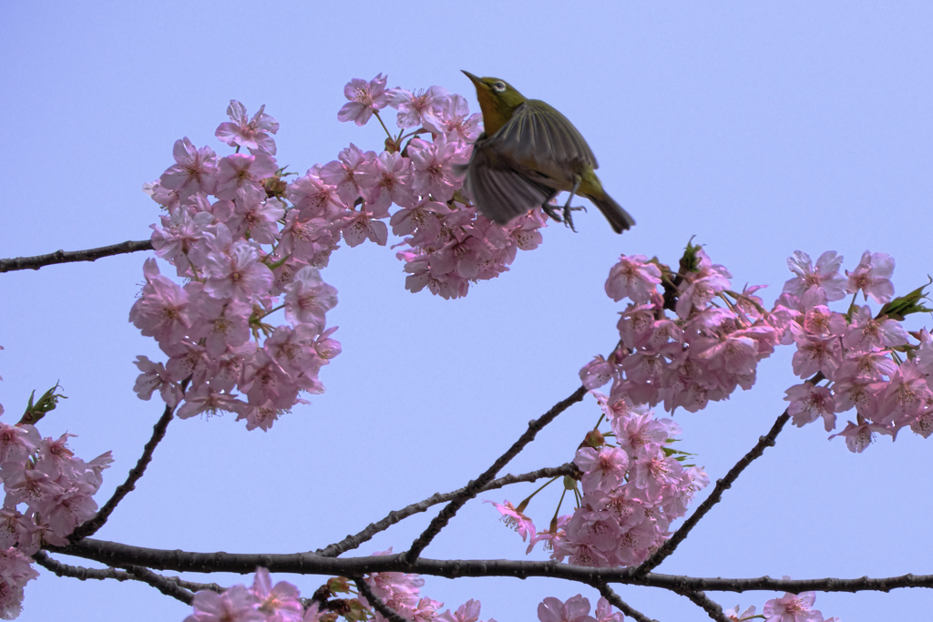 河津桜とメジロちゃん＃２