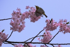 河津桜とメジロちゃん＃２