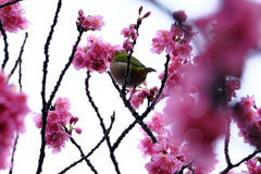 雨上がりの寒緋サクラと野鳥たち＃９