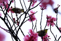 雨上がりの寒緋サクラと野鳥たち＃８