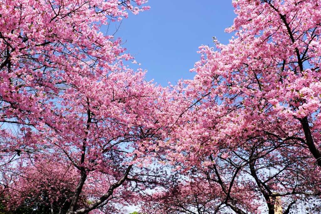 河津桜が満開・なばなの里＃３