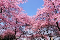 河津桜が満開・なばなの里#3