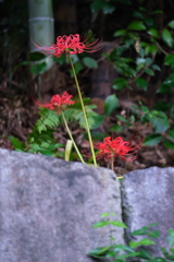 紅い彼岸花が咲き始めて＃９