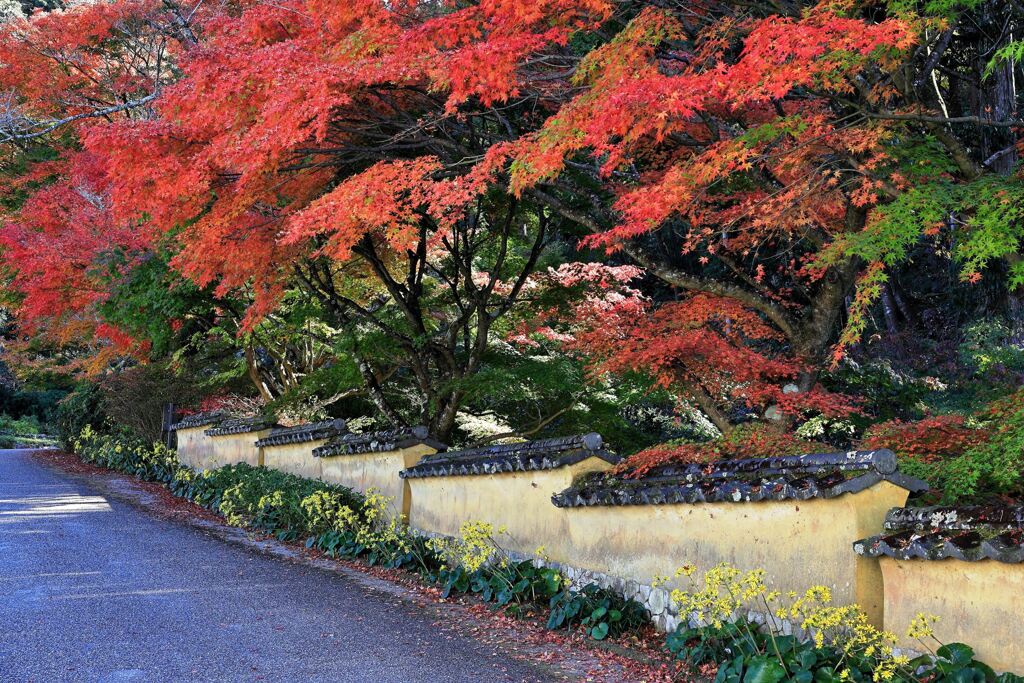 見頃を迎えた松平郷の紅葉＃６