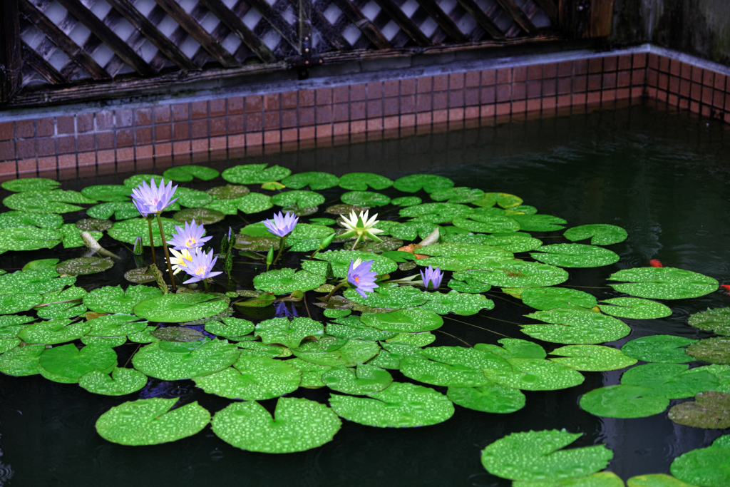 あおいパーク・スイレン見頃＃４