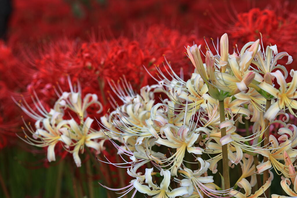 逢妻女川の彼岸花＃８