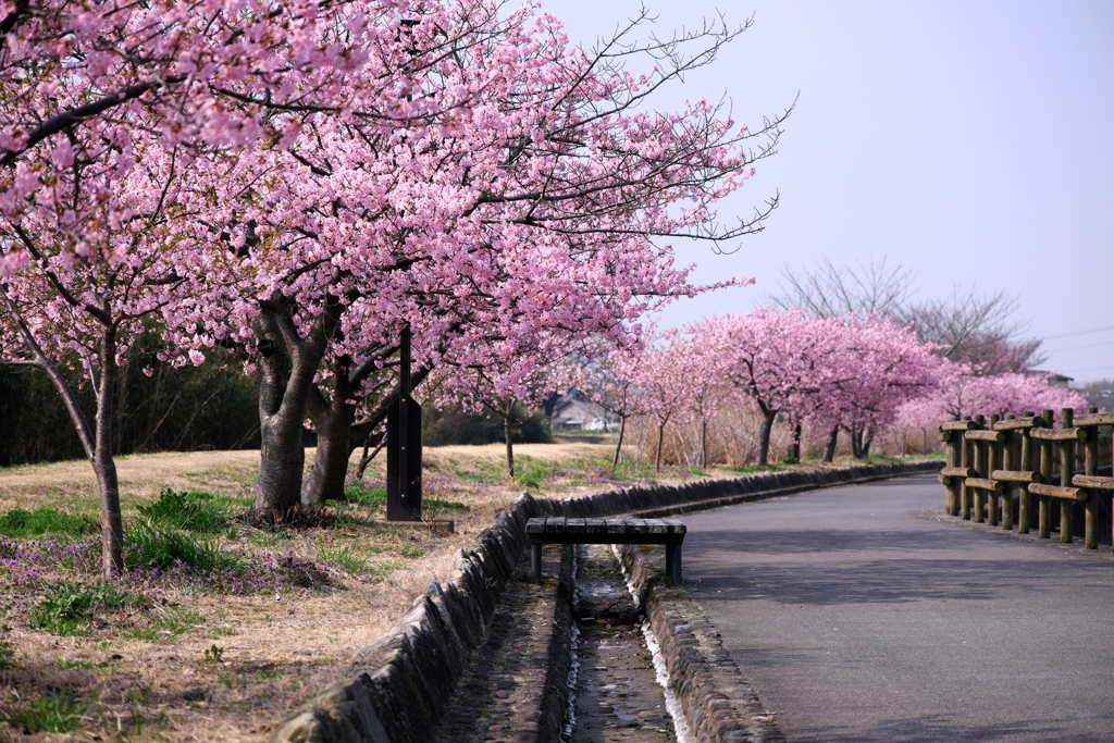 「ふれあいの道」河津桜が満開＃７