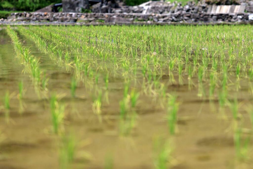 田植えを終えた新城市の千枚田棚田＃８