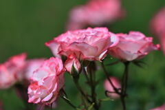 ミササガパーク薔薇が見頃＃４