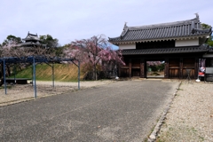 散り始めた西尾歴史公園のサクラ＃１