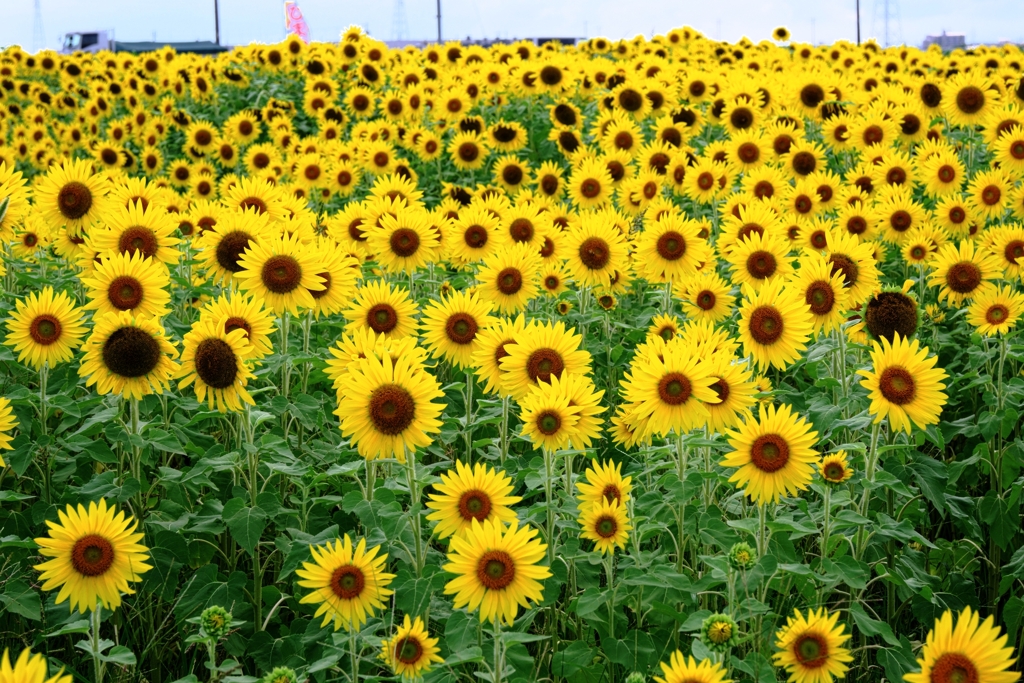 にいみ農園ヒマワリ畑＃４