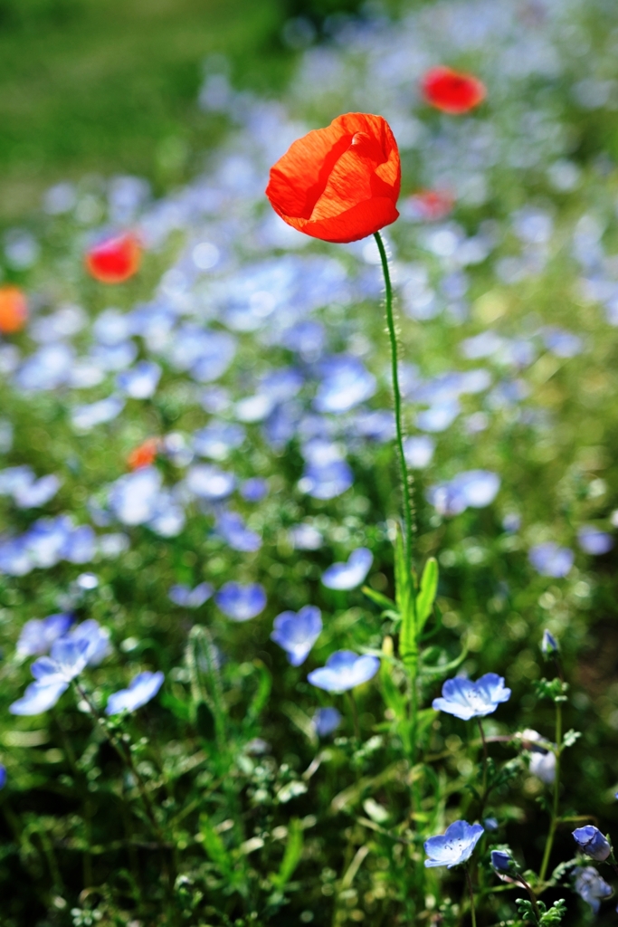 春爛漫・花盛り～＃１