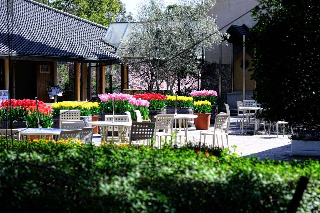 なばなの里チューリップ＃７