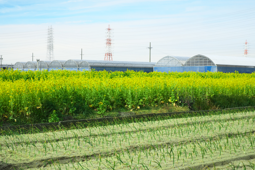 春を告げる菜の花たち＃５