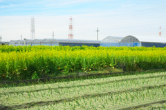 春を告げる菜の花たち＃５