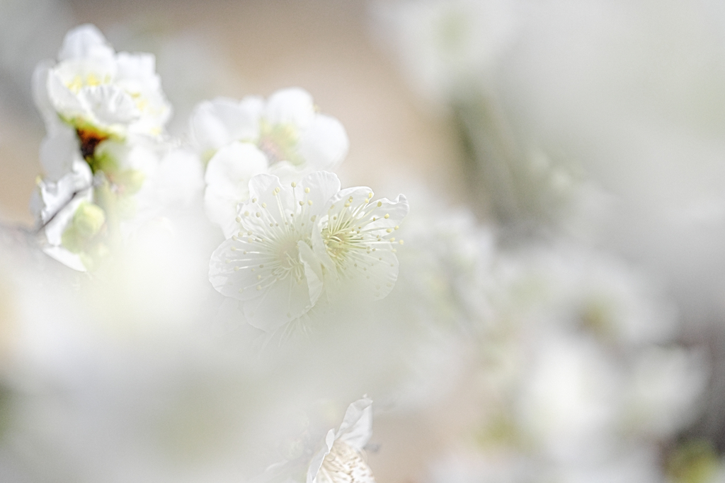 岡崎南公園の梅の花＃４