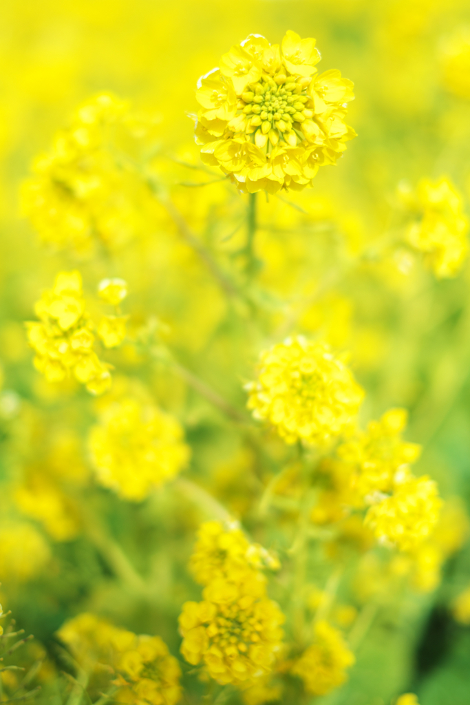 春を告げる菜の花たち＃４