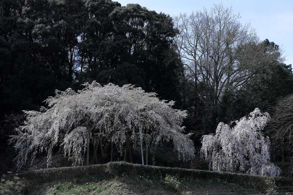 持統天皇が手植えの枝垂れサクラ＃１