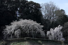 持統天皇が手植えの枝垂れサクラ＃１