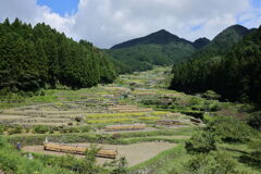 四谷千枚田棚田の情景