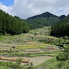 四谷千枚田棚田の情景